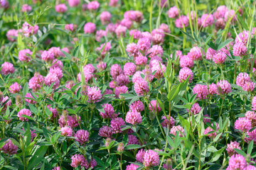 Fototapeta premium Clover Flowers in the field background