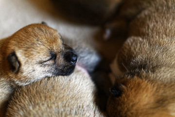 Obraz premium 柴犬の赤ちゃん