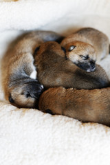 柴犬の赤ちゃん