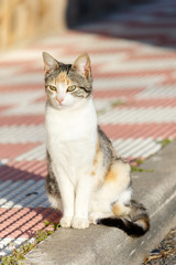 Gatos tomando el sol