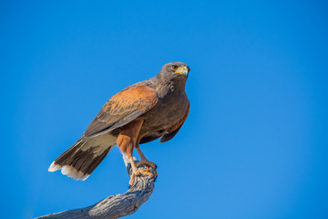Harris' Hawk