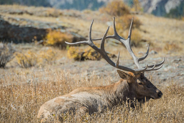 Naklejka na ściany i meble Resting Bull Elk