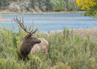 Elk in Brush