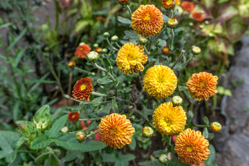 beautiful garden flowers close up