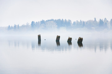Concrete piles remaining from the pier sticking out of the water. Heavy fog. Autumn morning on lake Senezh