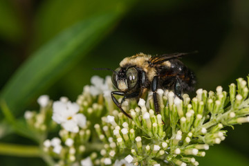 Macro.  Bee on a flower. 