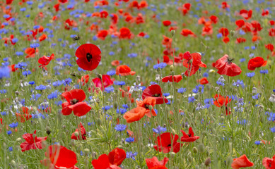 Obraz premium A field of bright, red poppies and wild flowers