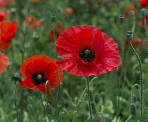 A field of bright, red poppies and wild flowers