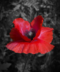 A bright, red poppy on a black and white background