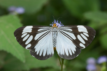 Butterfly in Southeast Asia.
