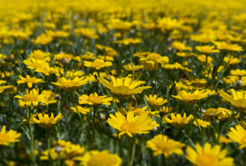 Colourful blooming wild flowers in an idyllic spring time meadow
