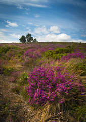 Obraz premium Purple and pink heather on Dorset heathland