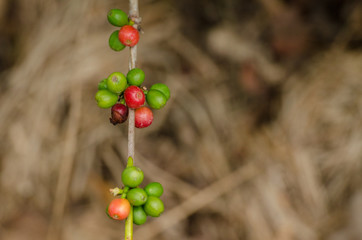 Selective focus fresh ripe coffee beans