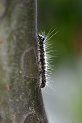 A larvae of the moth-Phalera flavescens- is perched on the stem of the Chinese quince-Pseudocydonia sinensis-. It is in September. A kind of moth called 'monkuro-shachihoko'.