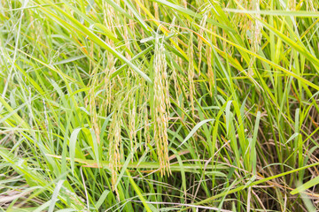Green rice plant in thailand location is big food supply farm