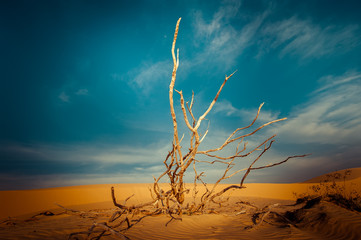Desert landscape with dead plants in sand dunes under sunny sky. Global warming concept. Nature background