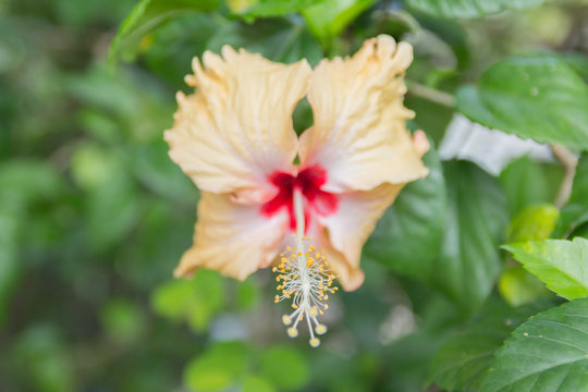 Fototapeta close up yellow hibiscus flower, big yellow hibiscus flower,yell