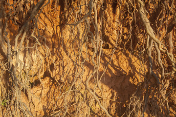 An abstract close up on exposed tree roots.