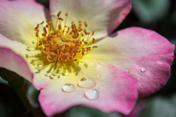 Flower with water droplets