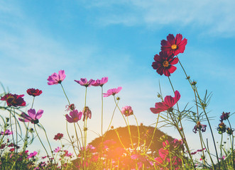 cosmos flowers blooming in garden