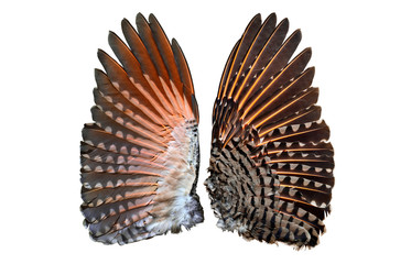 Flicker bird wings showing both under and upper wings side by side/Northern Red-Shafted Flicker...