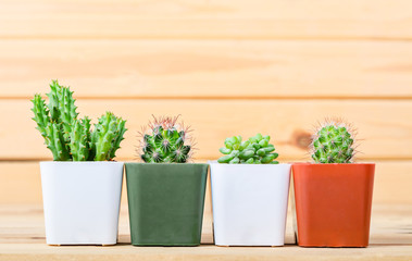 The difference cactus in pot on wooden background.