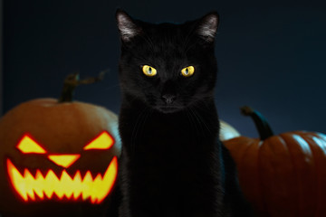 Portrait of Black Cat with Halloween pumpkin on Background and scary spooky Eyes, creepy horror holiday, superstition evil animal