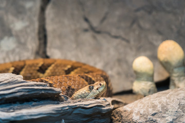 Timber Rattlesnake