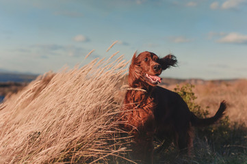 Red Irish setter 