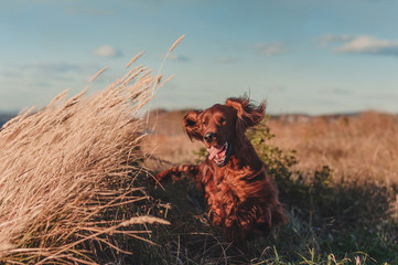 Red Irish setter jumping