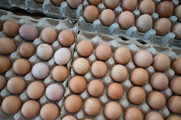 Chicken Eggs