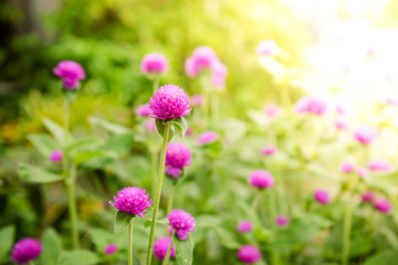 Globe amaranth or Gomphrena globosa flower in the garden