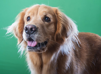 Happy golden retriever dog eager to please