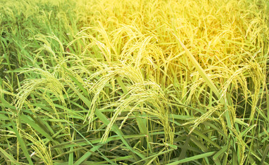 Mountain Rice Field