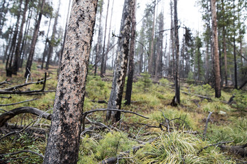 fire charred trees in a forest