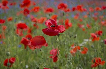 A field of bright, red poppies and wild flowers