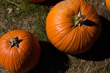 Pumpkin patch