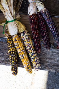 Organic Heirloom Corn