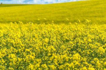 Canola field in Australia