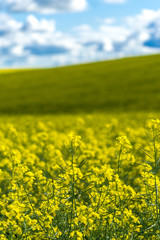 Obraz premium Canola field in Australia