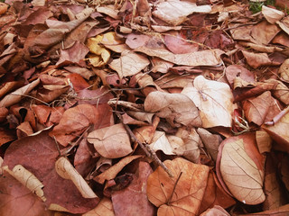 pile of dry sacred fig or Ficus religiosa's leaves