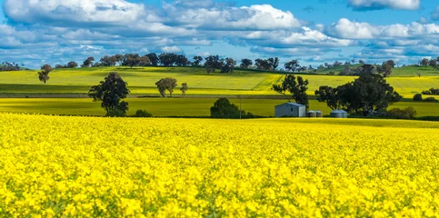 Foto op Plexiglas Canola field in Australia © leelakajonkij