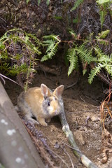 Rabbits in Okunoshima, Japan