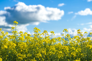 Canola field in Australia