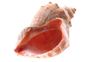 sea shell isolated