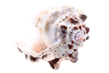 sea shell isolated