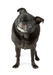Naklejka premium Black Pug Dog With Tongue Out Full Length