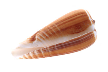 sea shell isolated
