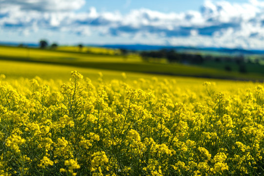 Canola field in Australia