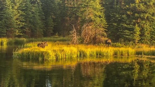 Two moose calves having breakfast